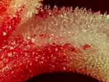 Amaryllis (hippeastrum reginae), Narbe